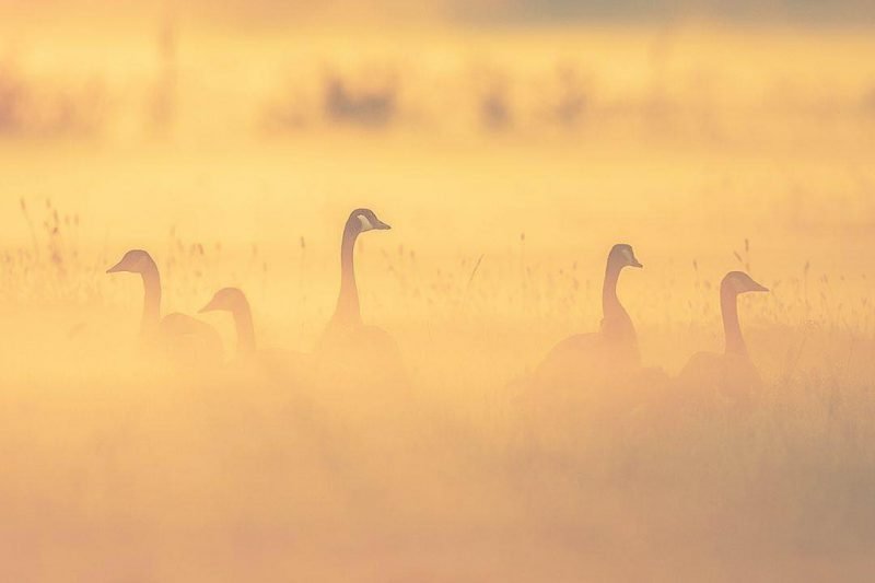 Ganzen in de Mist in het Oudeland van Strijen - Foto Jeffrey Groeneweg!