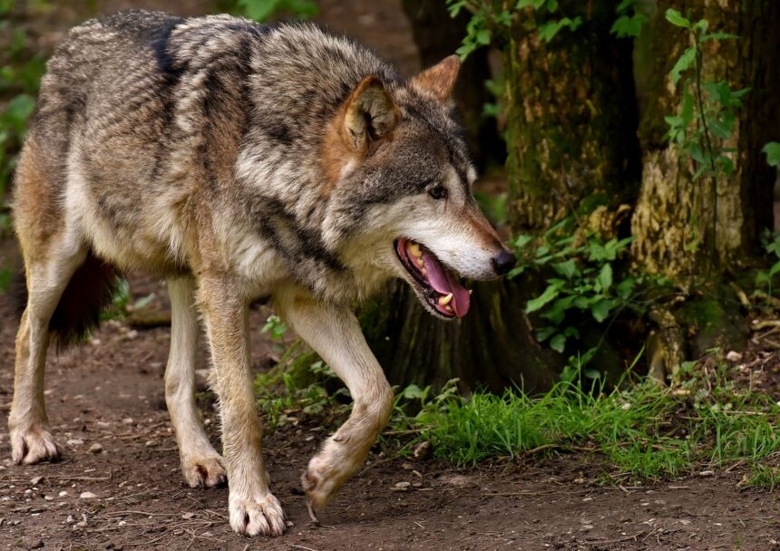 Met de mogelijke komst van de wolf naar Zuid-Holland groeit de vraag: gaat het iconische roofdier ook zijn weg vinden naar de Hoeksche Waard?